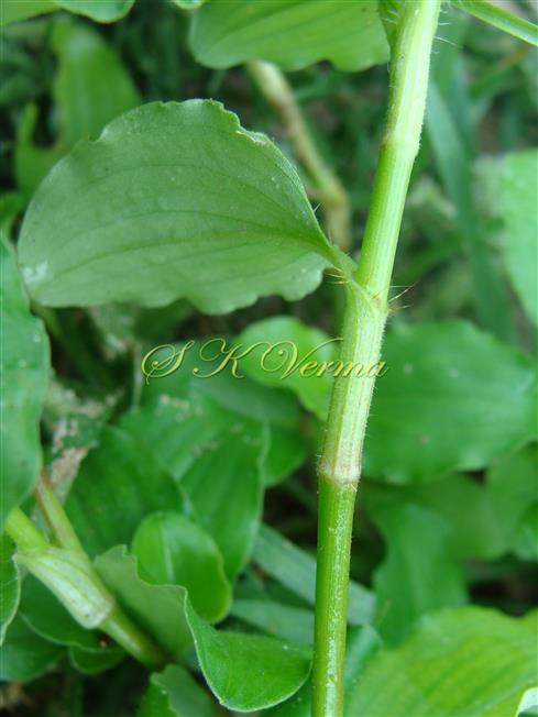  Leaf